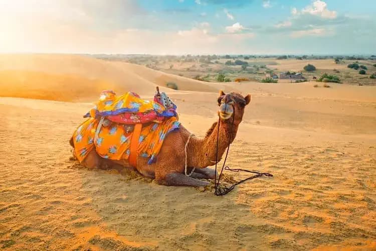 1. Camel Safari Adventure Activities in Jaisalmer